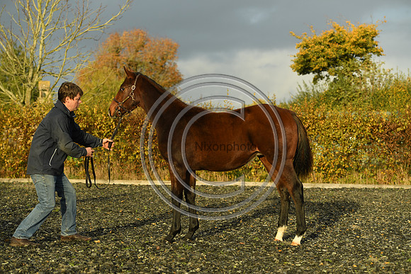 Foal10_Selwood_PN22_56083