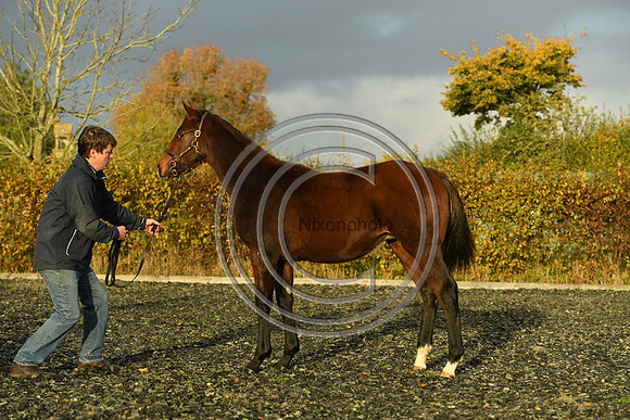 Foal10_Selwood_PN22_56084