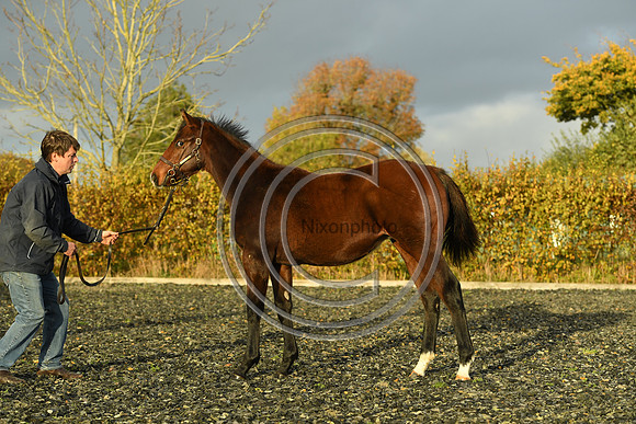 Foal10_Selwood_PN22_56088