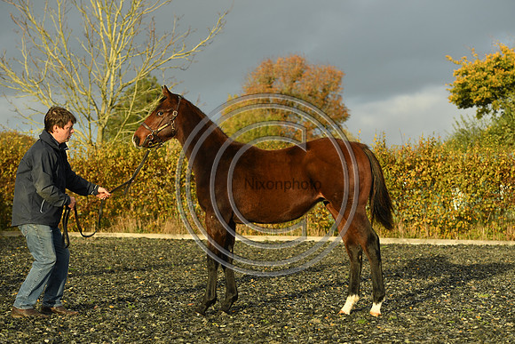 Foal10_Selwood_PN22_56090