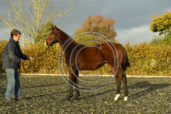 Foal10_Selwood_PN22_56093