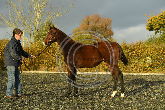 Foal10_Selwood_PN22_56094