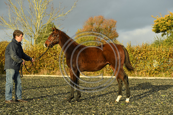 Foal10_Selwood_PN22_56097