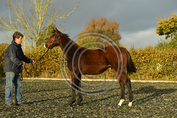 Foal10_Selwood_PN22_56098