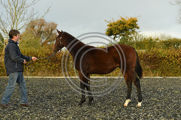 Foal10_Selwood_PN22_56104