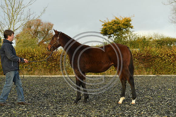Foal10_Selwood_PN22_56106