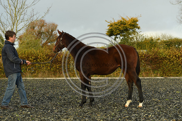 Foal10_Selwood_PN22_56108