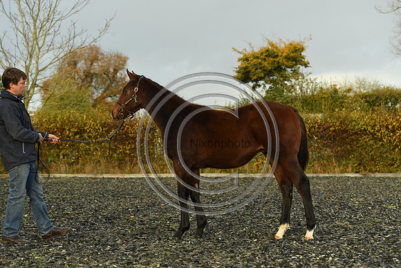 Foal10_Selwood_PN22_56110