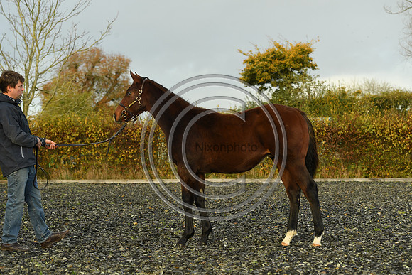 Foal10_Selwood_PN22_56113