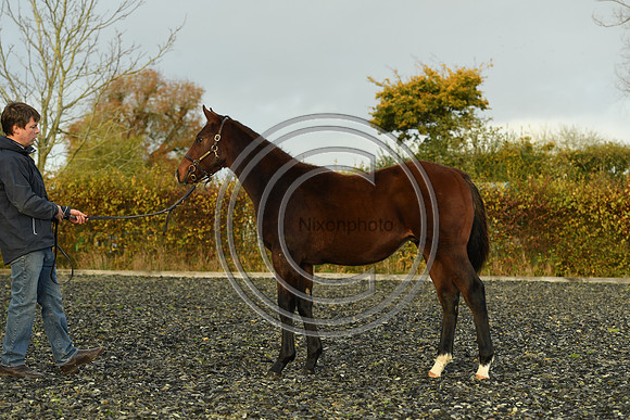 Foal10_Selwood_PN22_56115