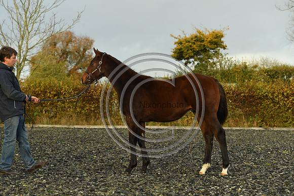 Foal10_Selwood_PN22_56116