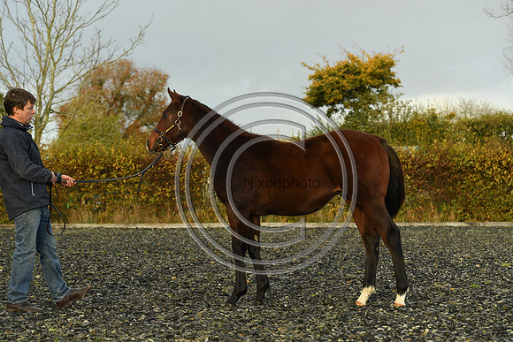 Foal10_Selwood_PN22_56119