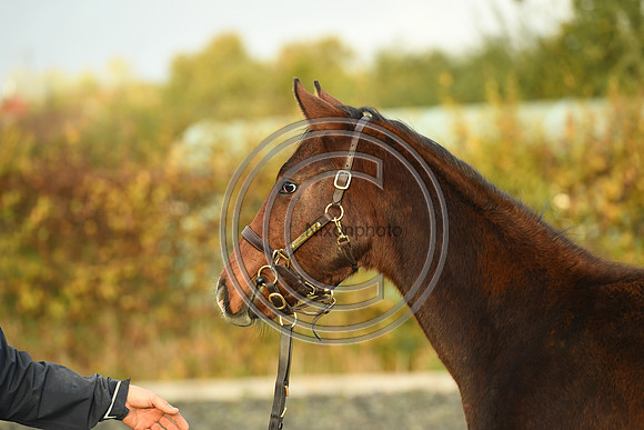 Foal10_Selwood_PN22_56120