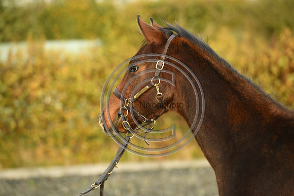 Foal10_Selwood_PN22_56121