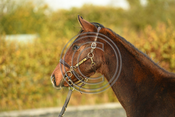 Foal10_Selwood_PN22_56123