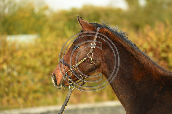 Foal10_Selwood_PN22_56124