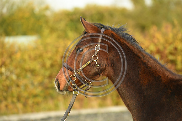 Foal10_Selwood_PN22_56125