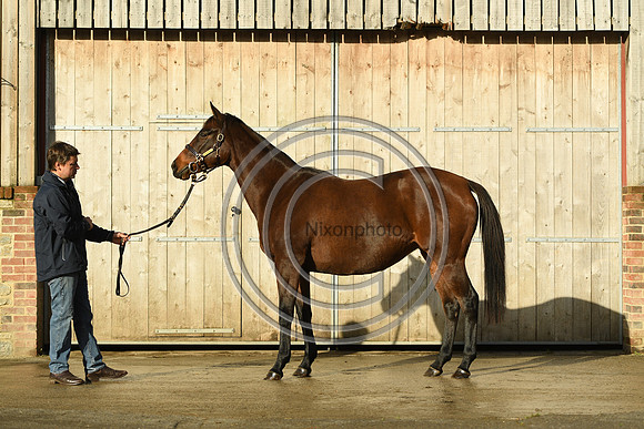 Mare1_Selwood_PN22_55061