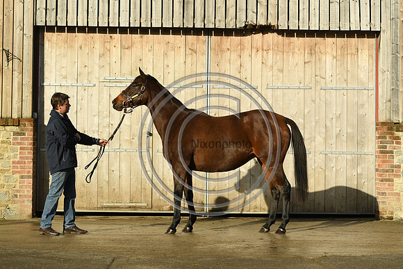 Mare1_Selwood_PN22_55053