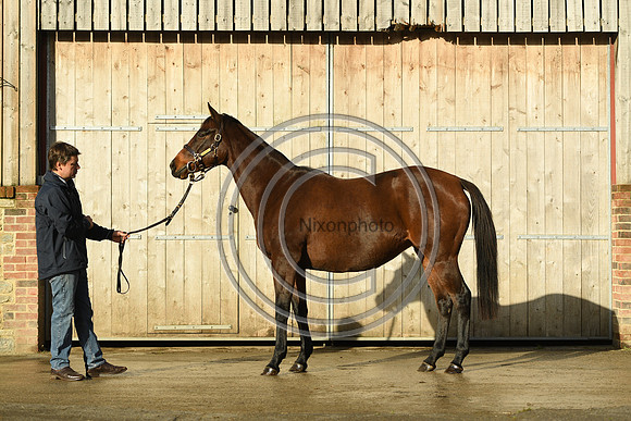 Mare1_Selwood_PN22_55062