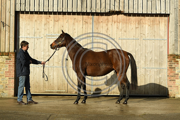Mare1_Selwood_PN22_55055