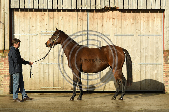 Mare1_Selwood_PN22_55058