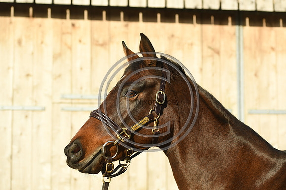 Mare1_Selwood_PN22_55068