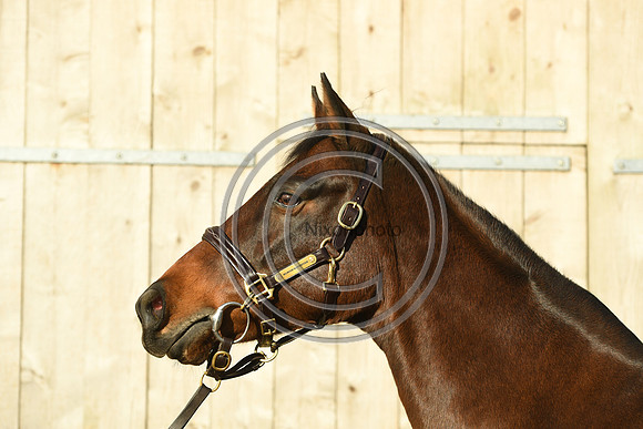 Mare1_Selwood_PN22_55081