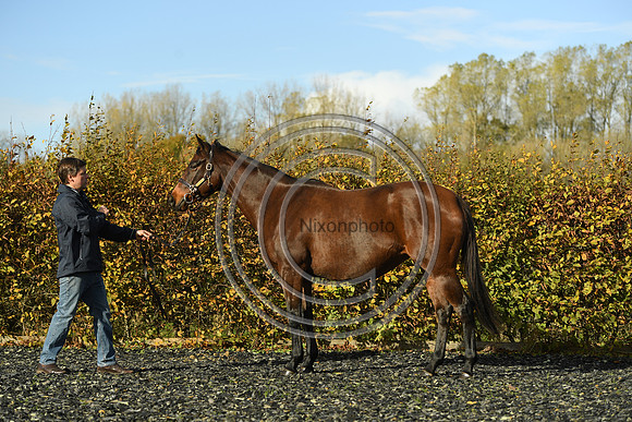 Mare1_Selwood_PN22_55086