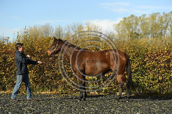 Mare1_Selwood_PN22_55087