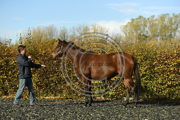 Mare1_Selwood_PN22_55088