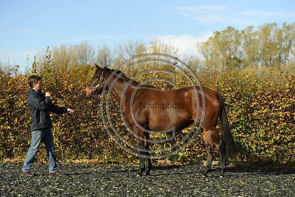Mare1_Selwood_PN22_55089