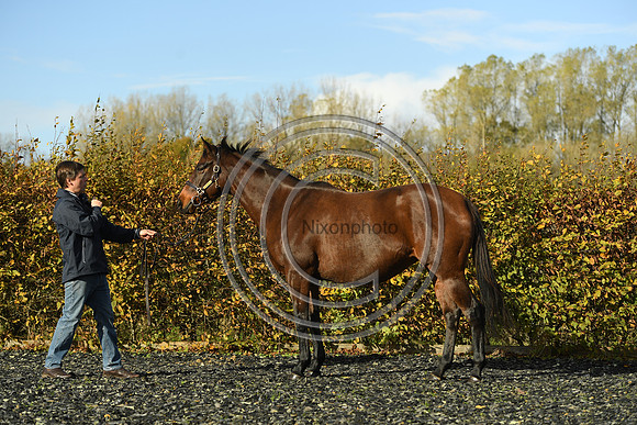 Mare1_Selwood_PN22_55090