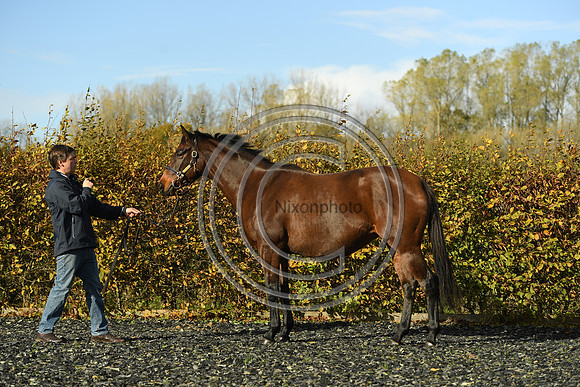 Mare1_Selwood_PN22_55091