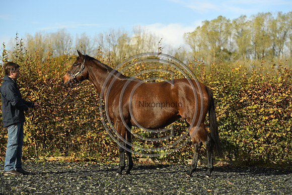 Mare1_Selwood_PN22_55093