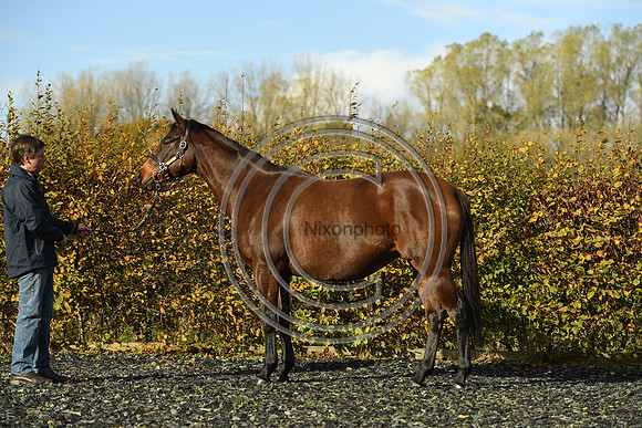 Mare1_Selwood_PN22_55094