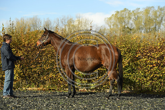 Mare1_Selwood_PN22_55095