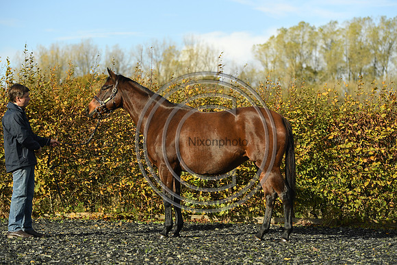 Mare1_Selwood_PN22_55096