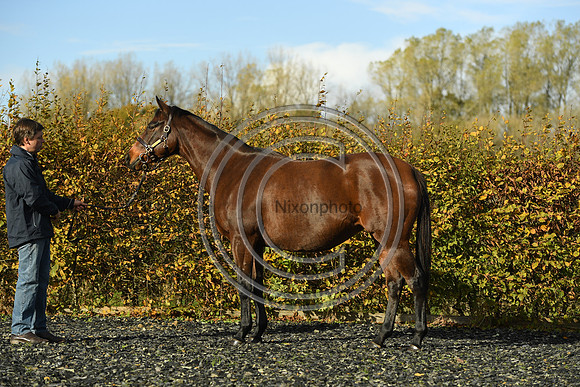 Mare1_Selwood_PN22_55097