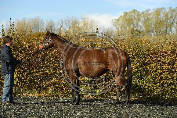 Mare1_Selwood_PN22_55098