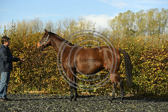Mare1_Selwood_PN22_55100