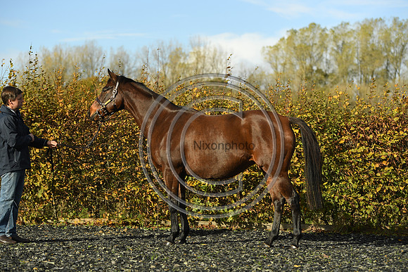 Mare1_Selwood_PN22_55101