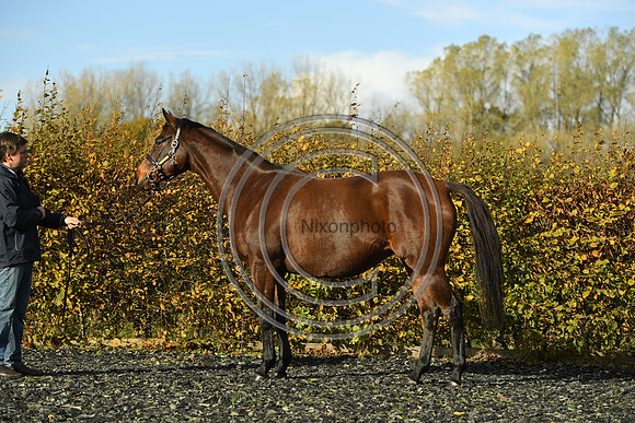 Mare1_Selwood_PN22_55102