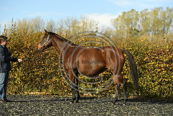 Mare1_Selwood_PN22_55103