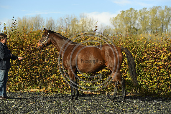 Mare1_Selwood_PN22_55104