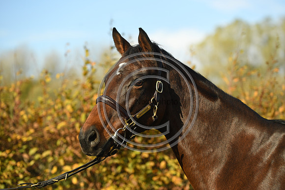 Mare1_Selwood_PN22_55111