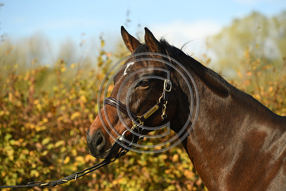 Mare1_Selwood_PN22_55117