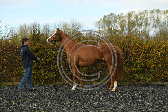 Mare2_Selwood_PN22_55127