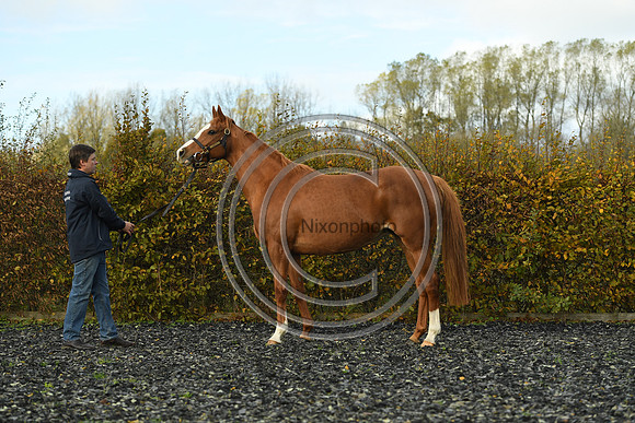 Mare2_Selwood_PN22_55129