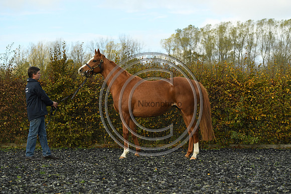 Mare2_Selwood_PN22_55130